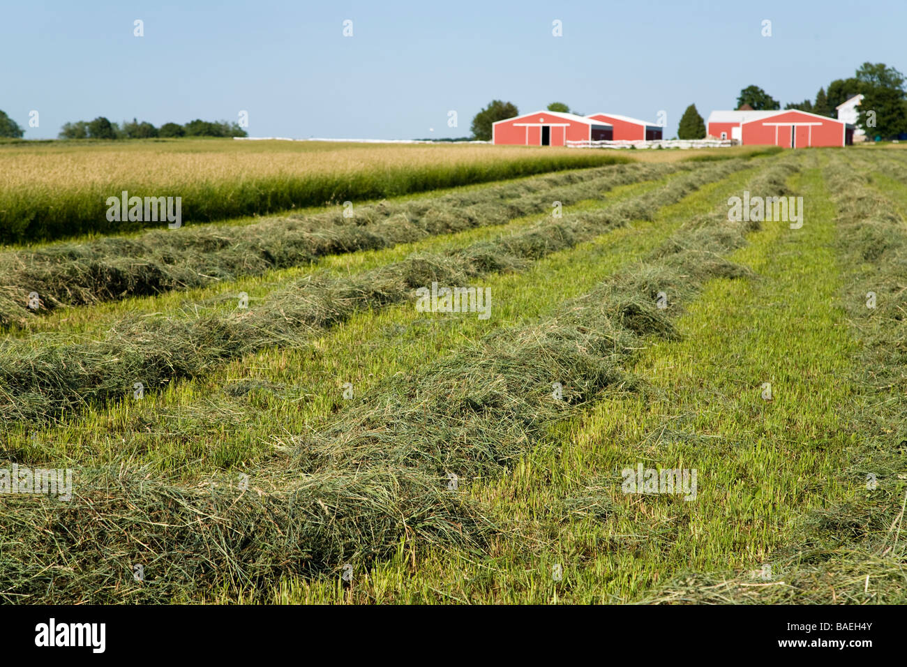 ILLINOIS DeKalb fresco fieno falciato rastrellata in righe in campo agricolo degli edifici agricoli in background Foto Stock