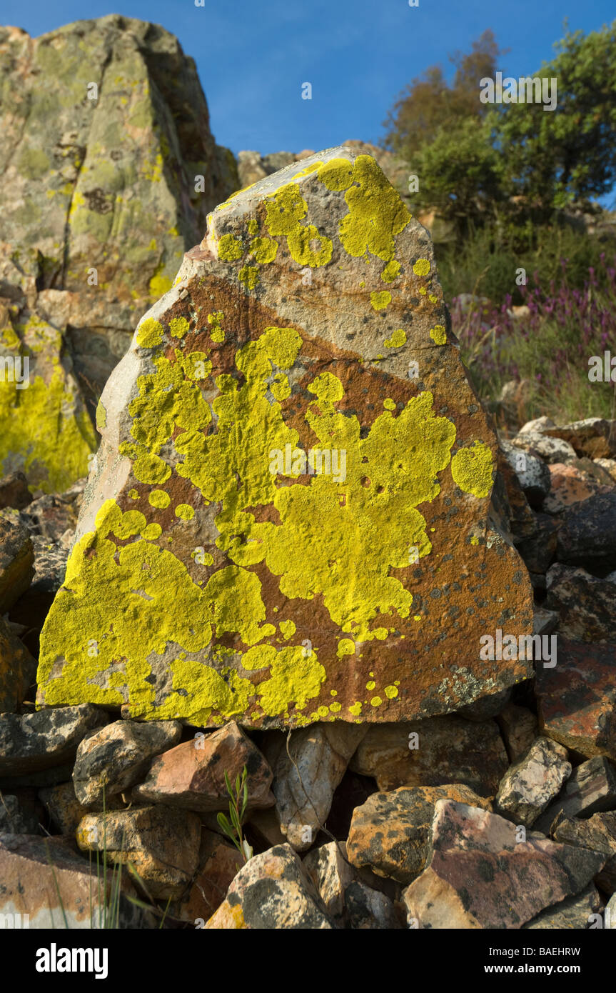 Rock con il lichen Extremadura Spagna Foto Stock