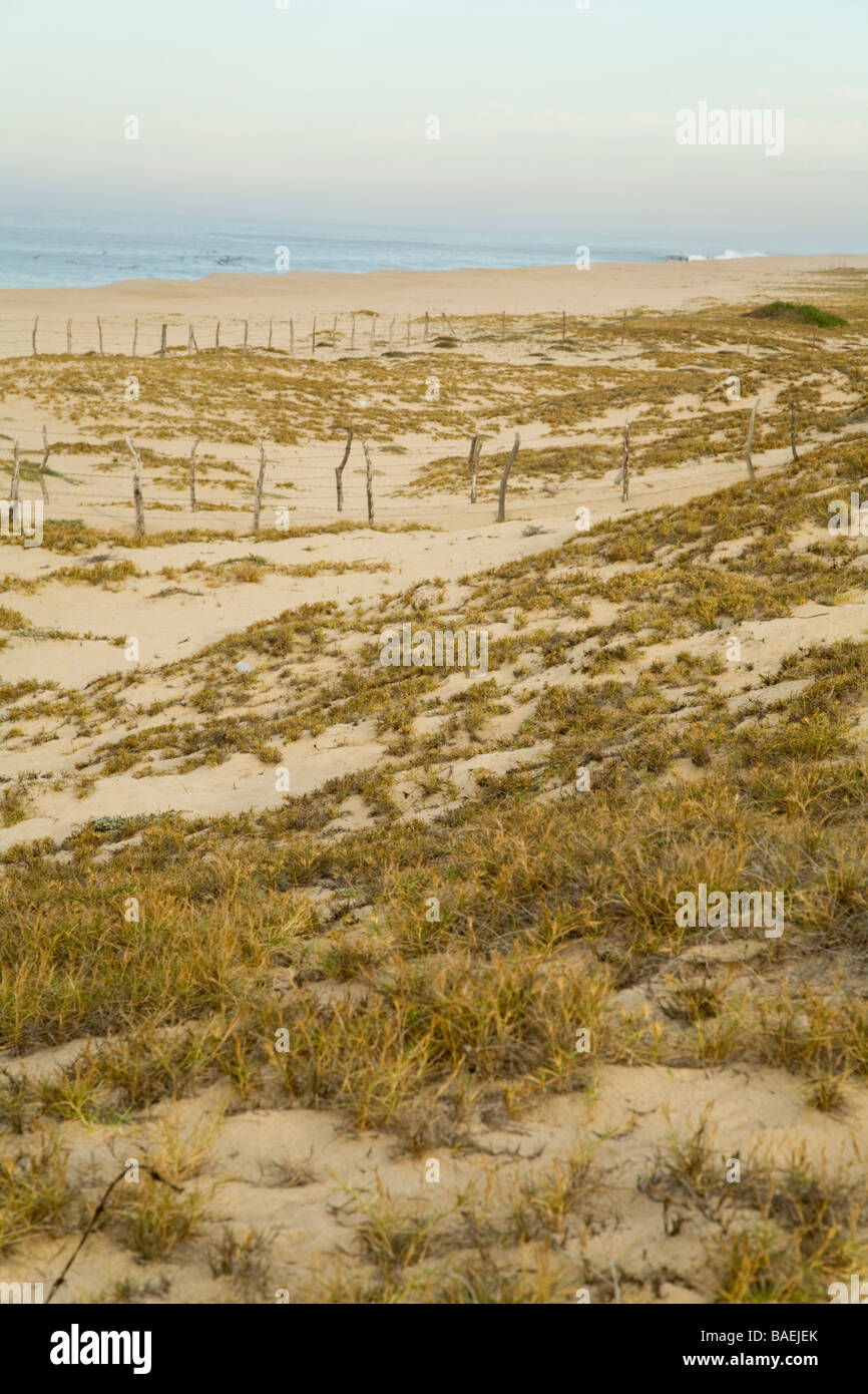 Messico Todos Santos filo spinato sulle dune di sabbia lungo la Pacific Ocean Beach la protezione di tartarughe di mare area di nidificazione Foto Stock