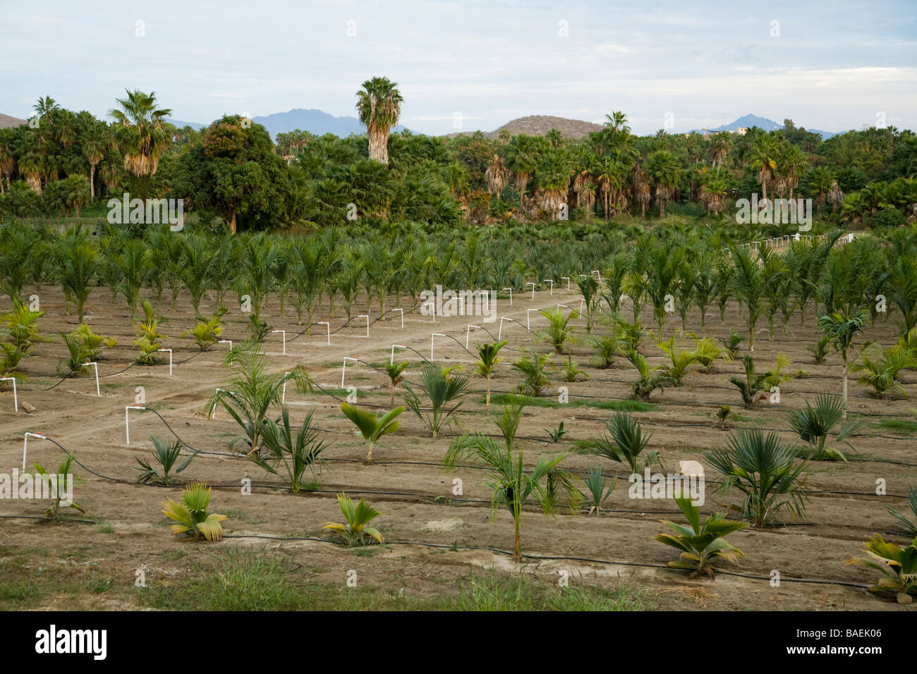 Messico Todos Santos di piccole e medie dimensioni le palme e piante irrigate in campo agricolo vivaio Foto Stock