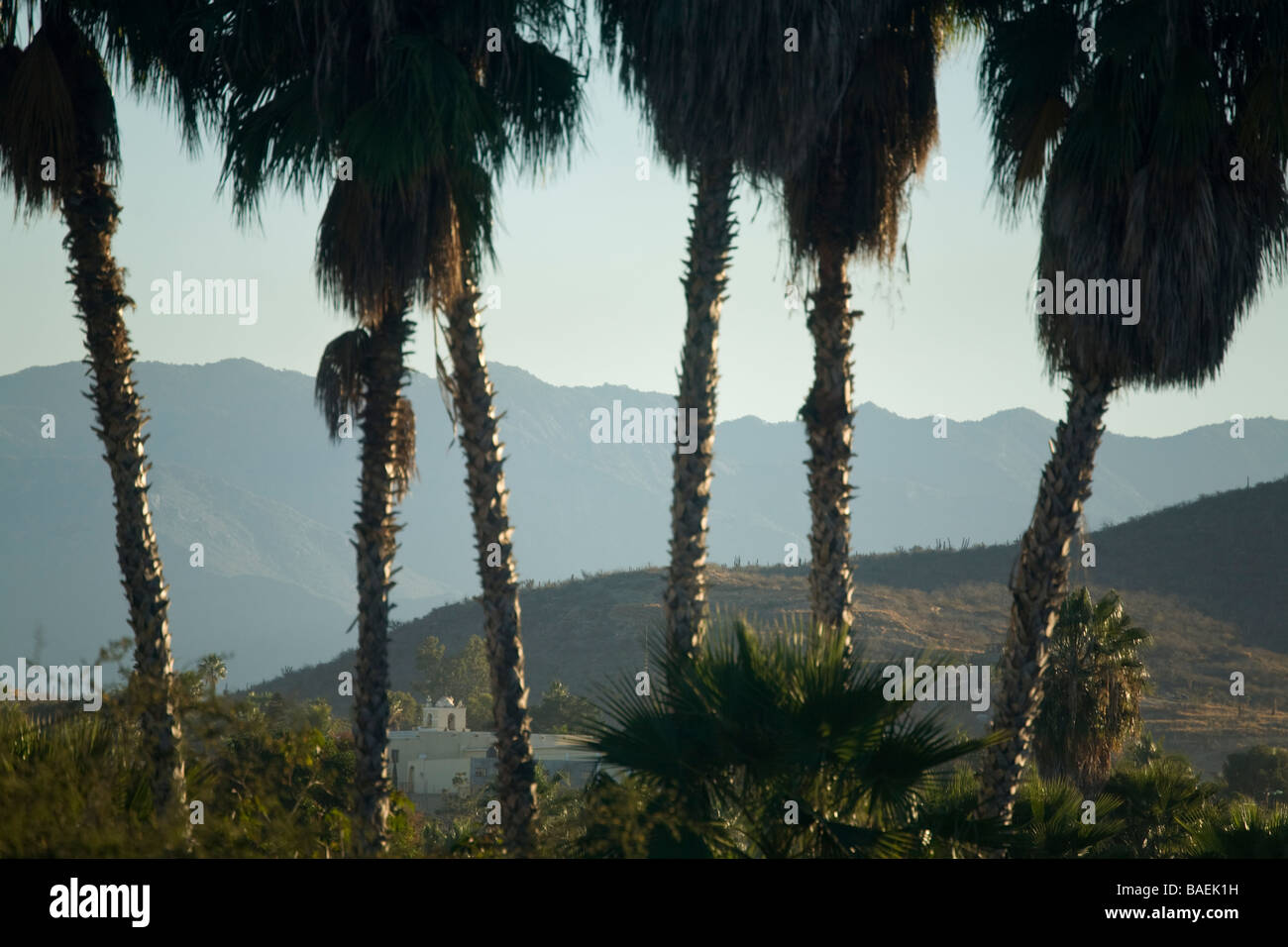 Messico Todos Santos chiesa di Nuestra Señora del Pilar vista tra tronchi di alberi di palma Sierra Laguna montagne Foto Stock