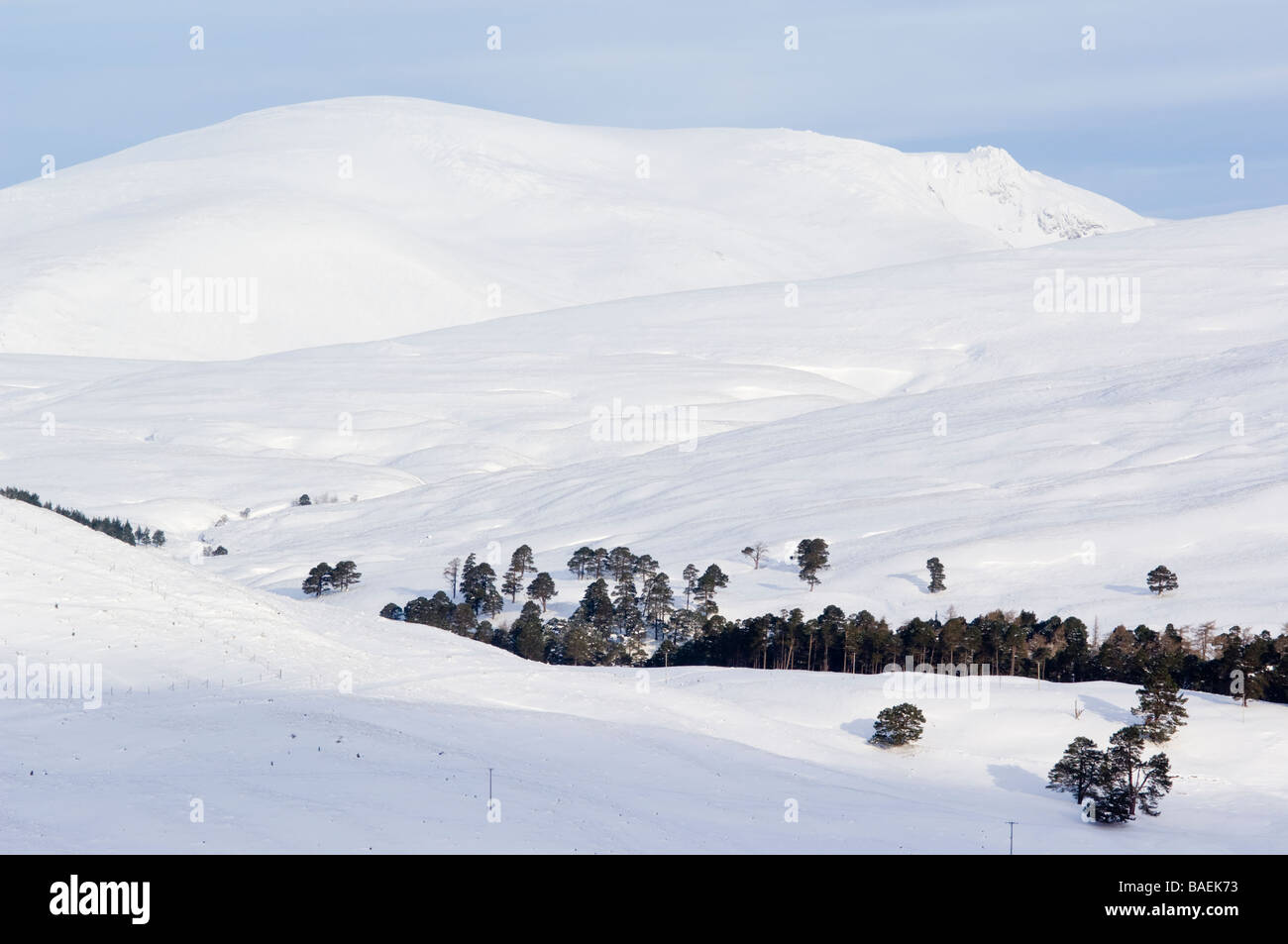 Il Cairngorms, Scozia, mostrando Beinn un Bhuird e vecchi Caledonian di pino silvestre foresta in Glen Quoich. Foto Stock