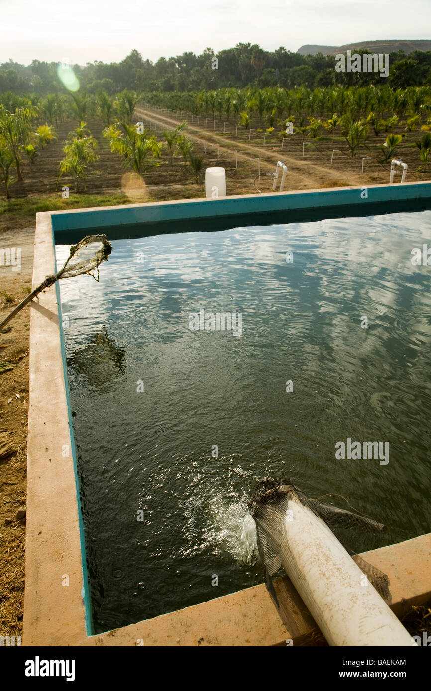 Messico Todos Santos acqua che scorre al di fuori del tubo nel serbatoio di contenimento per irrigazione di filari di palme che crescono in vivaio Foto Stock