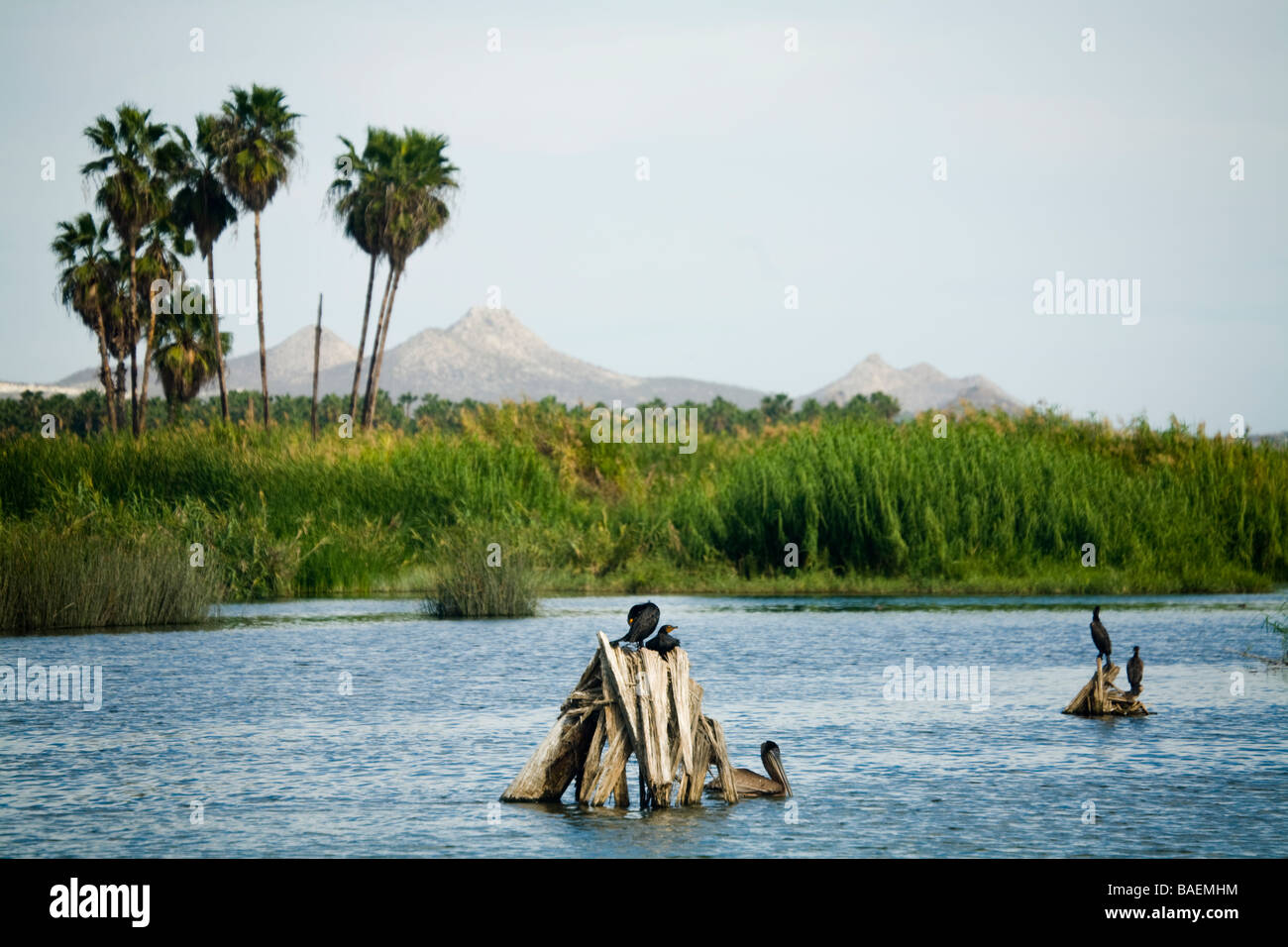 Messico San Jose del Cabo estuario dove il fiume di acqua dolce incontra l'Oceano Pacifico habitat di uccelli Estero San Jose Foto Stock