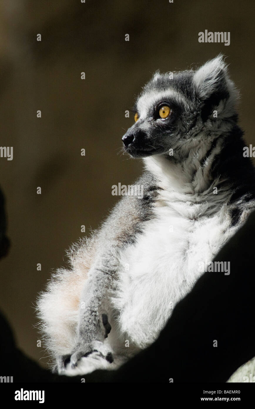 Un anello-tailed lemur si siede tranquillamente al sole allo Zoo di Calgary. Foto Stock