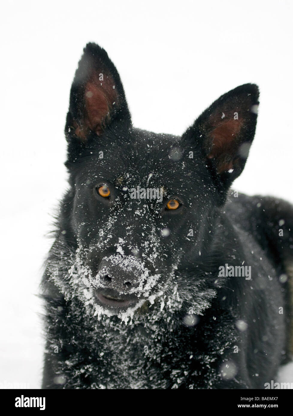 Black pastore tedesco cane giocare nella neve. Foto Stock