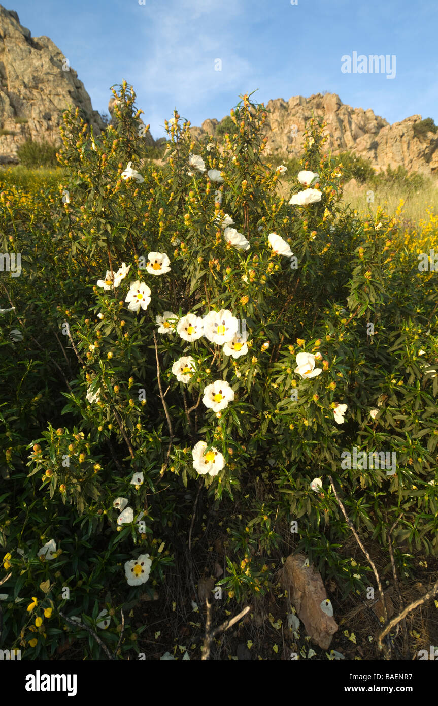 Gomma Gomma cisto cisto Cistus ladanifer Extremadura Spagna Foto Stock