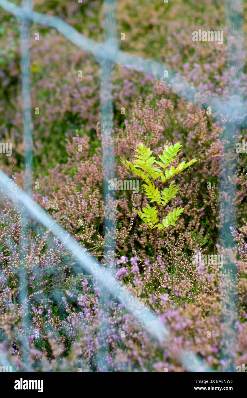 La piantina di Rowan albero che cresce su Ling heather moorland, incorniciato da una maglia a filo di una recinzione di cervi che lo protegge dal pascolo. Foto Stock