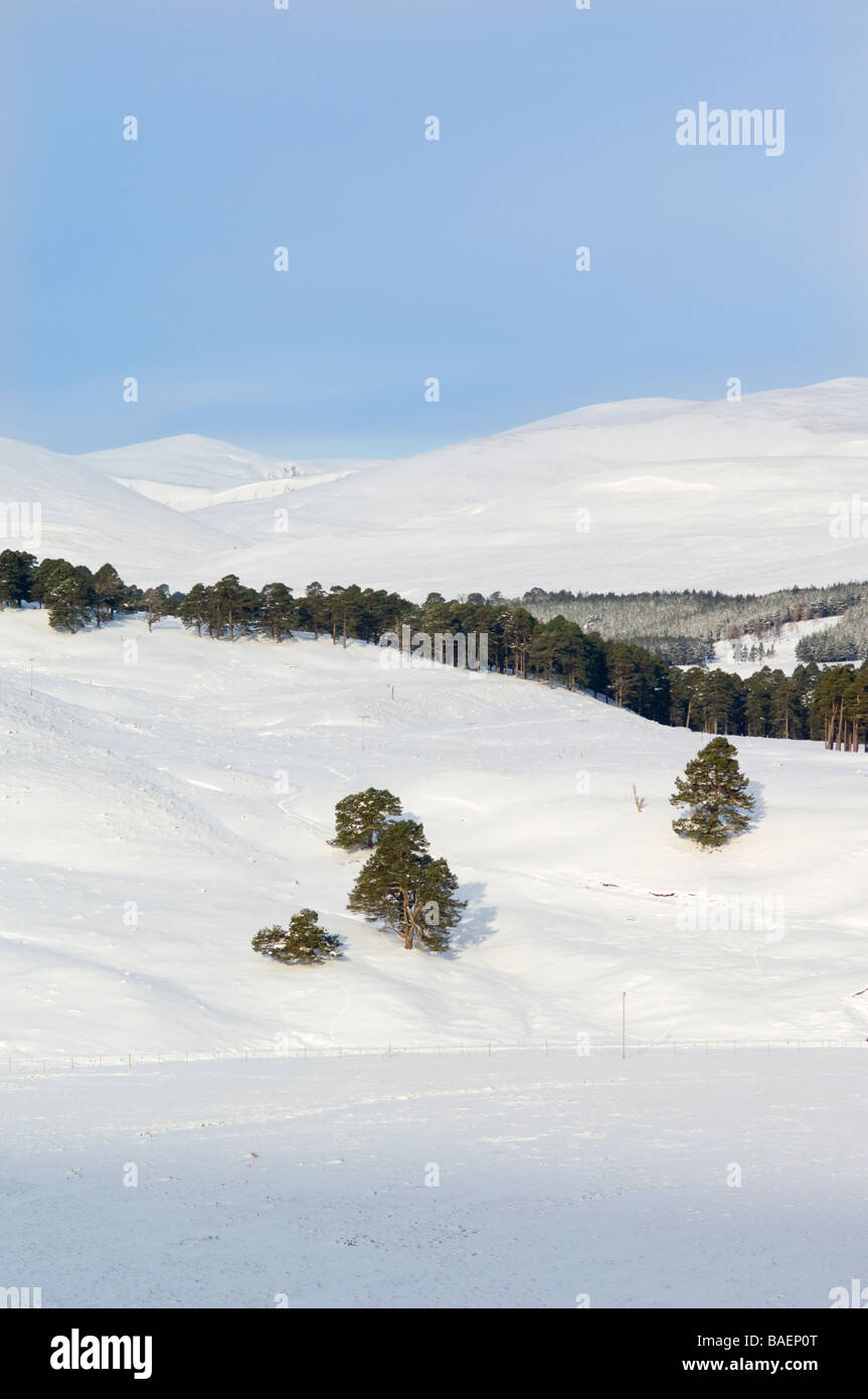 Il Cairngorms in corrispondenza della bocca di Glen Quoich, dal sud, che mostra resti di Caledonian di pino silvestre foresta, Pinus sylvestris. Foto Stock