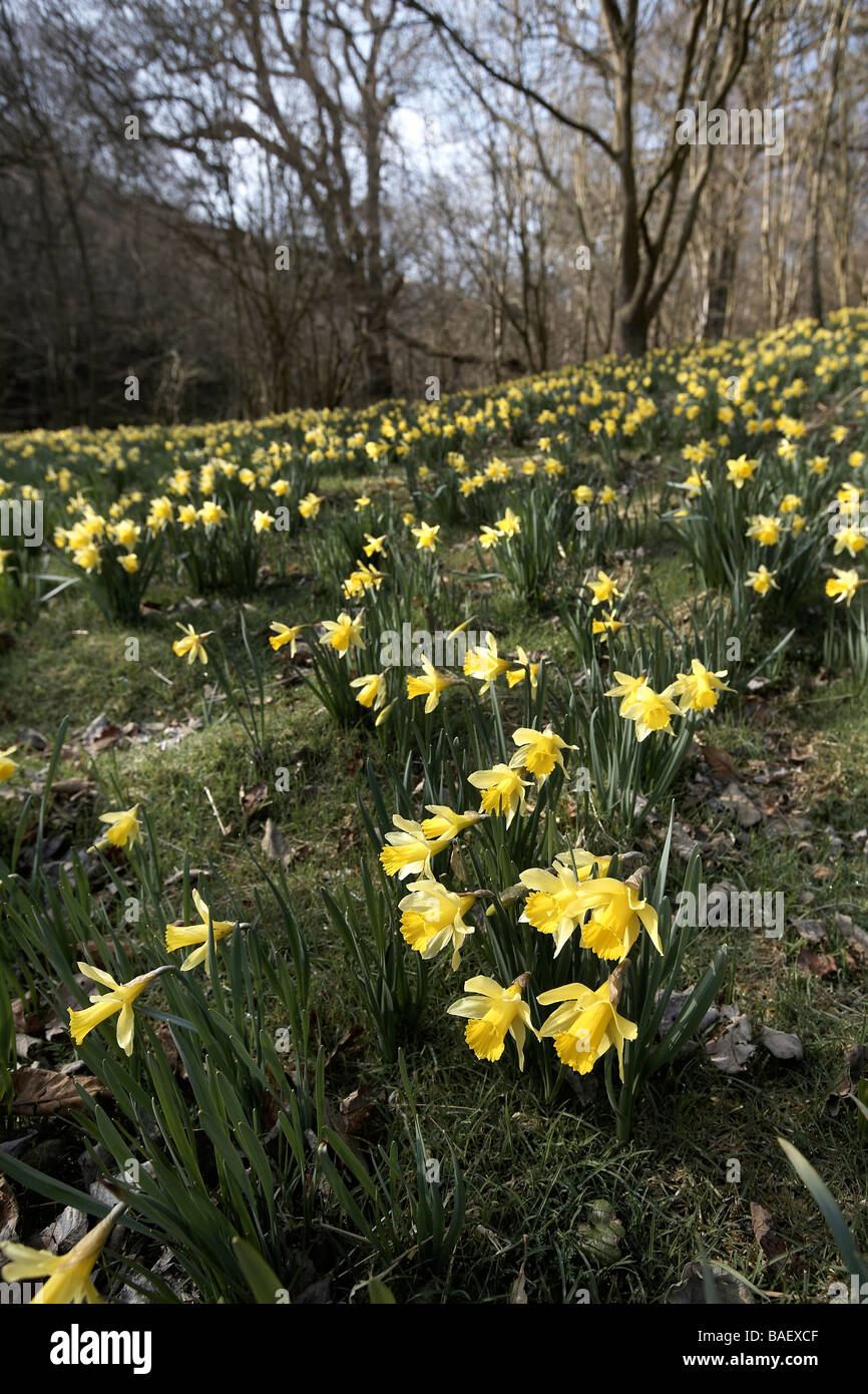 I narcisi selvatici Narcissus pseudonarcissus di Farndale REGNO UNITO Foto Stock