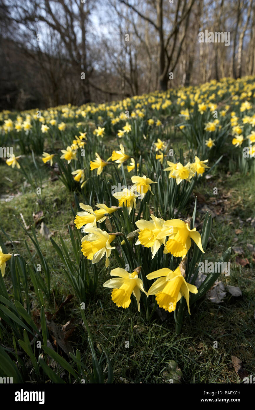 I narcisi selvatici Narcissus pseudonarcissus di Farndale REGNO UNITO Foto Stock