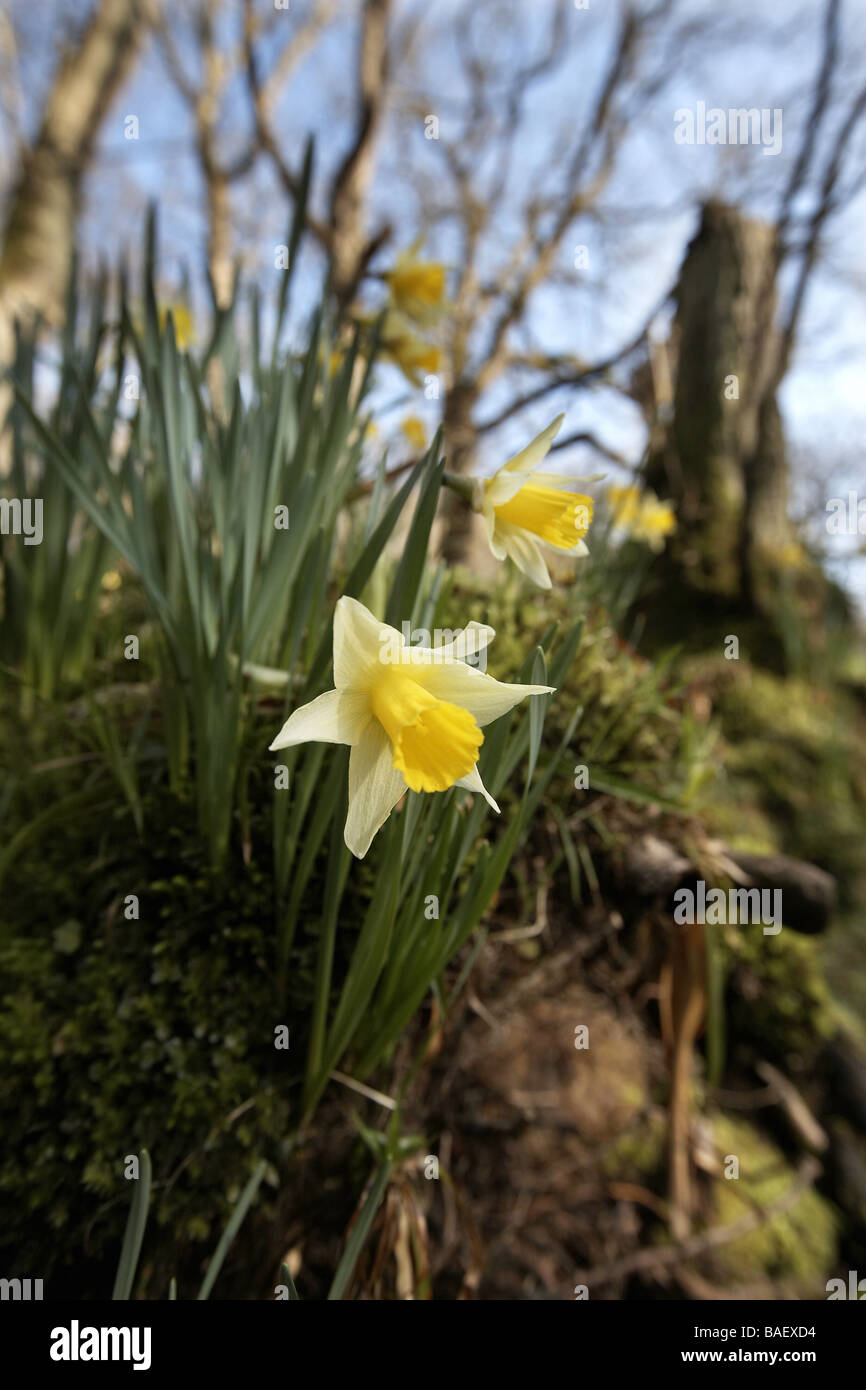 I narcisi selvatici Narcissus pseudonarcissus di Farndale Foto Stock