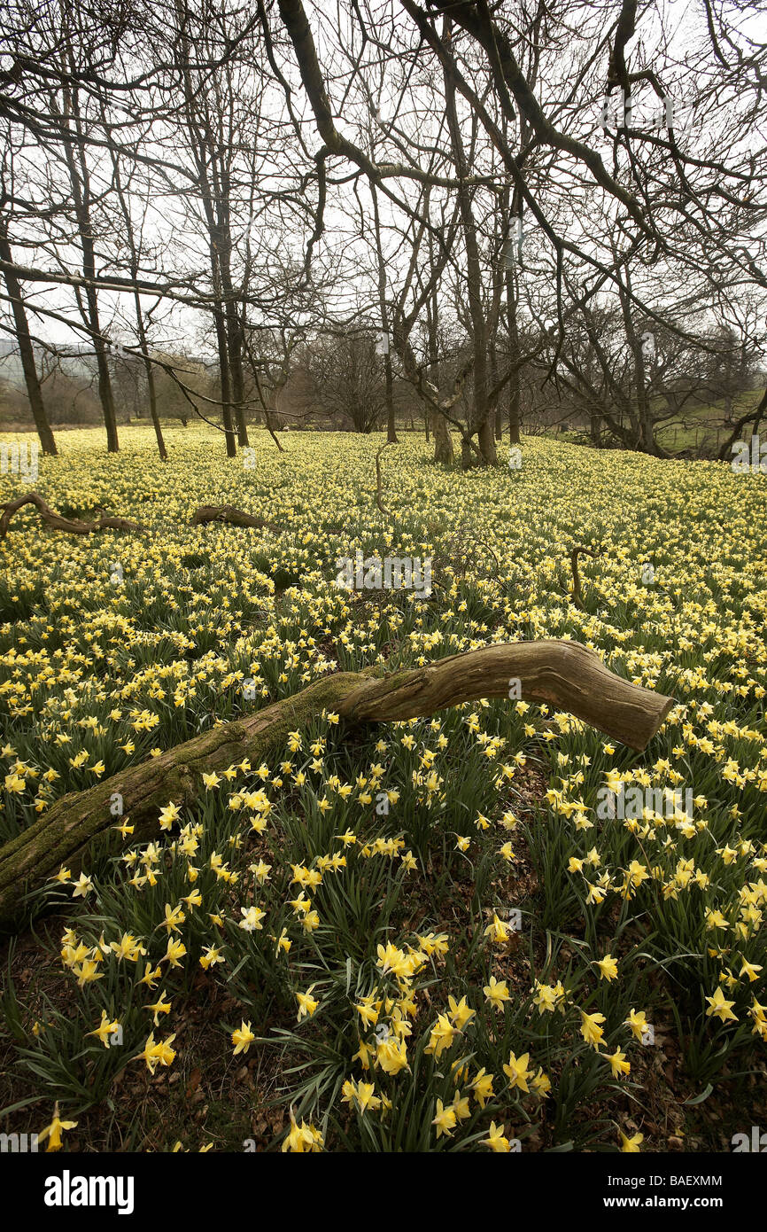 I narcisi selvatici Narcissus pseudonarcissus di Farndale cresce accanto al fiume Colomba North Yorkshire Moors National Park Regno Unito Foto Stock