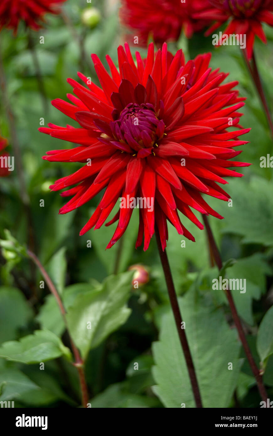 Dahlia 'Weston pirate' Foto Stock