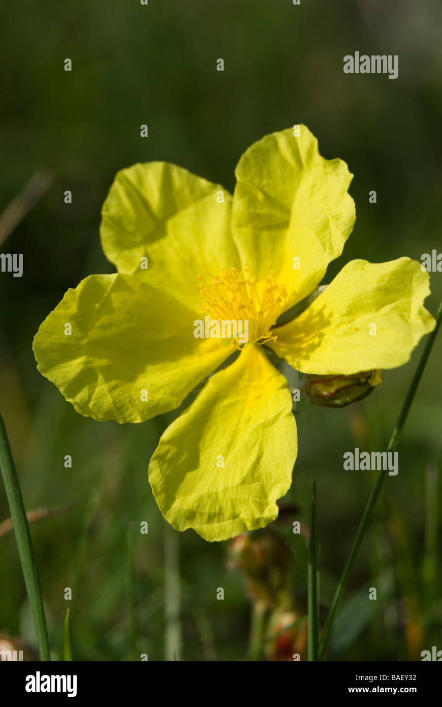 Comune di cisto, Helianthemum nummularium Foto Stock