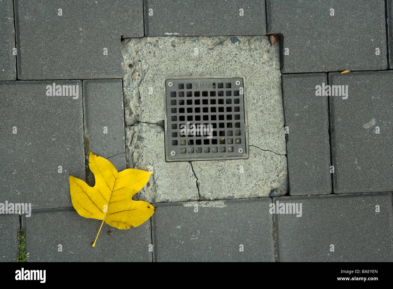 Foglie di colore giallo e di drenaggio su una strada di città - Vancouver, British Columbia, Canada Foto Stock