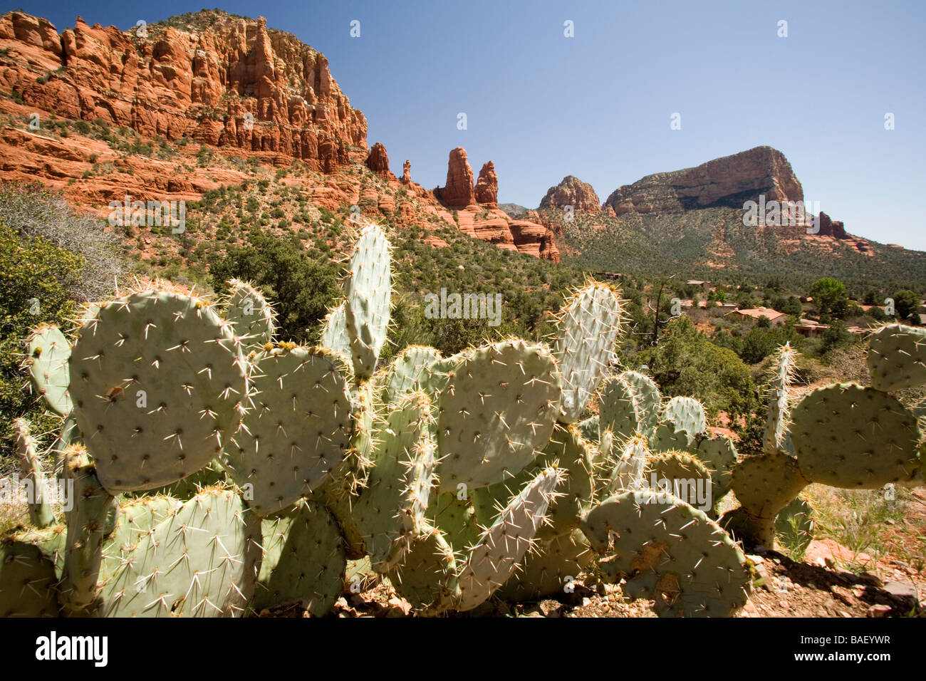 Cactus e vista del canyon - Sedona, in Arizona Foto Stock