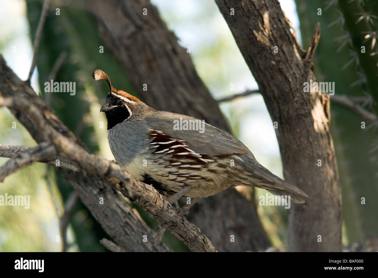 La Gambel Quaglia - Desert Botanical Gardens - Phoenix, Arizona Foto Stock