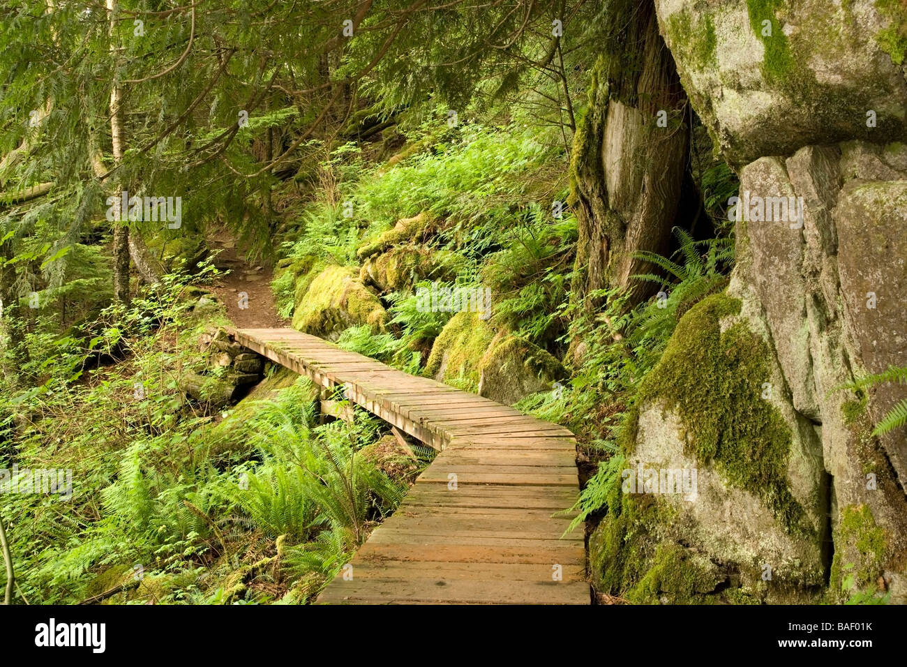 Il Boardwalk trail in Sasquatch Provincial Park, Harrison Hot Springs, British Columbia Foto Stock