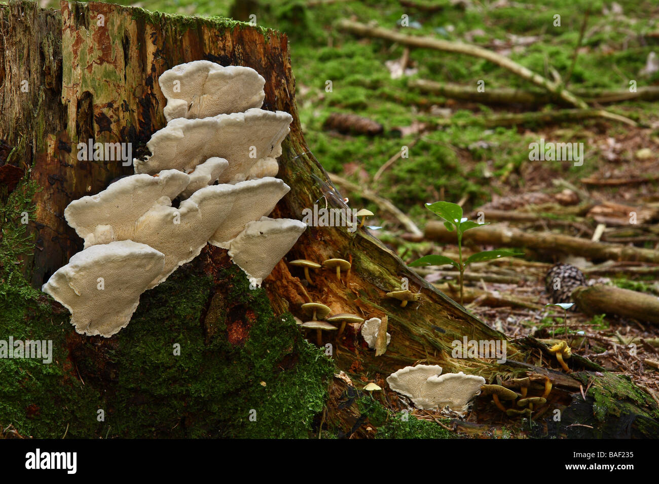 Un gruppo di Tyromyces staffa stipticus funghi che crescono su un vecchio ceppo di albero Limousin Francia Foto Stock