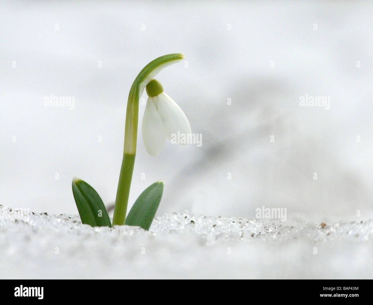 Comune ( snowdrop Galanthus nivalis ) nella neve Foto Stock