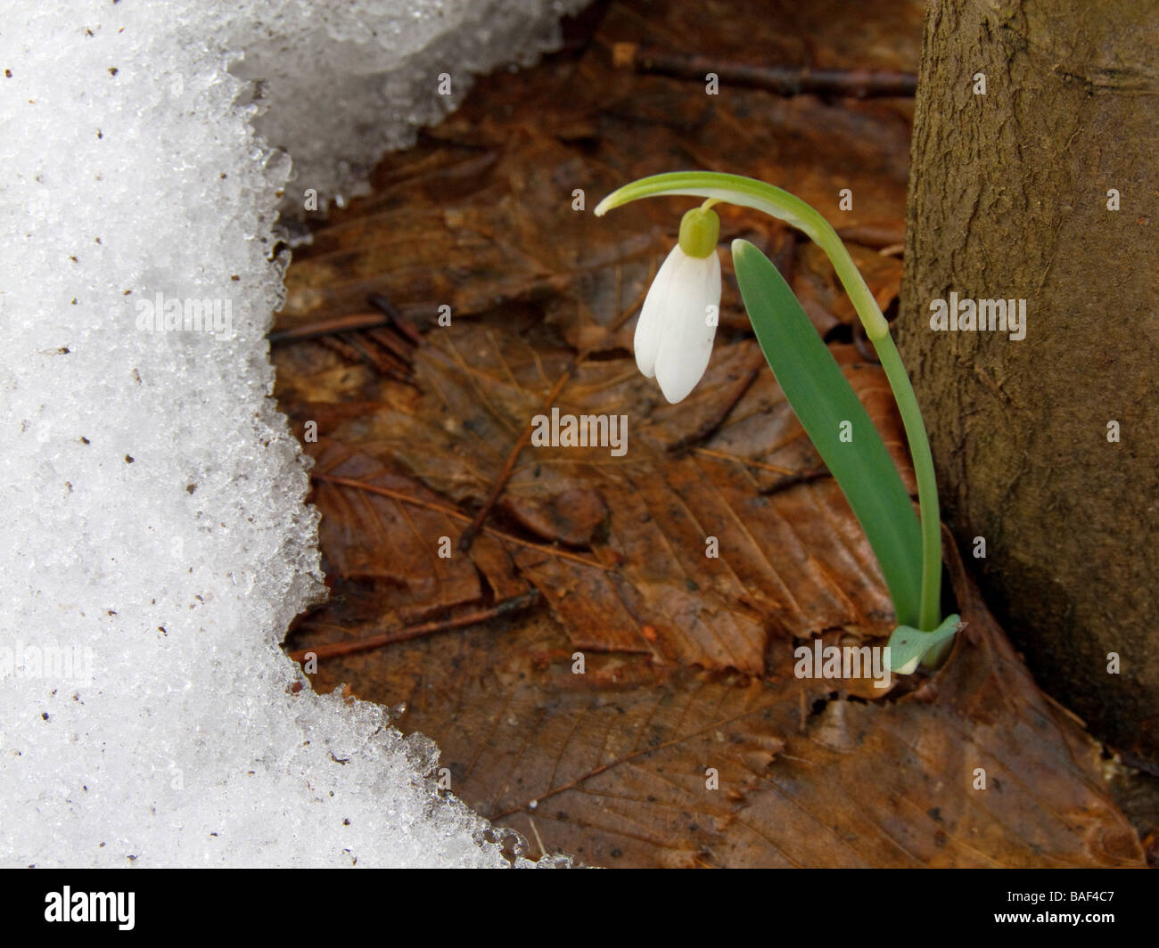 Comune ( snowdrop Galanthus nivalis ) nella neve Foto Stock