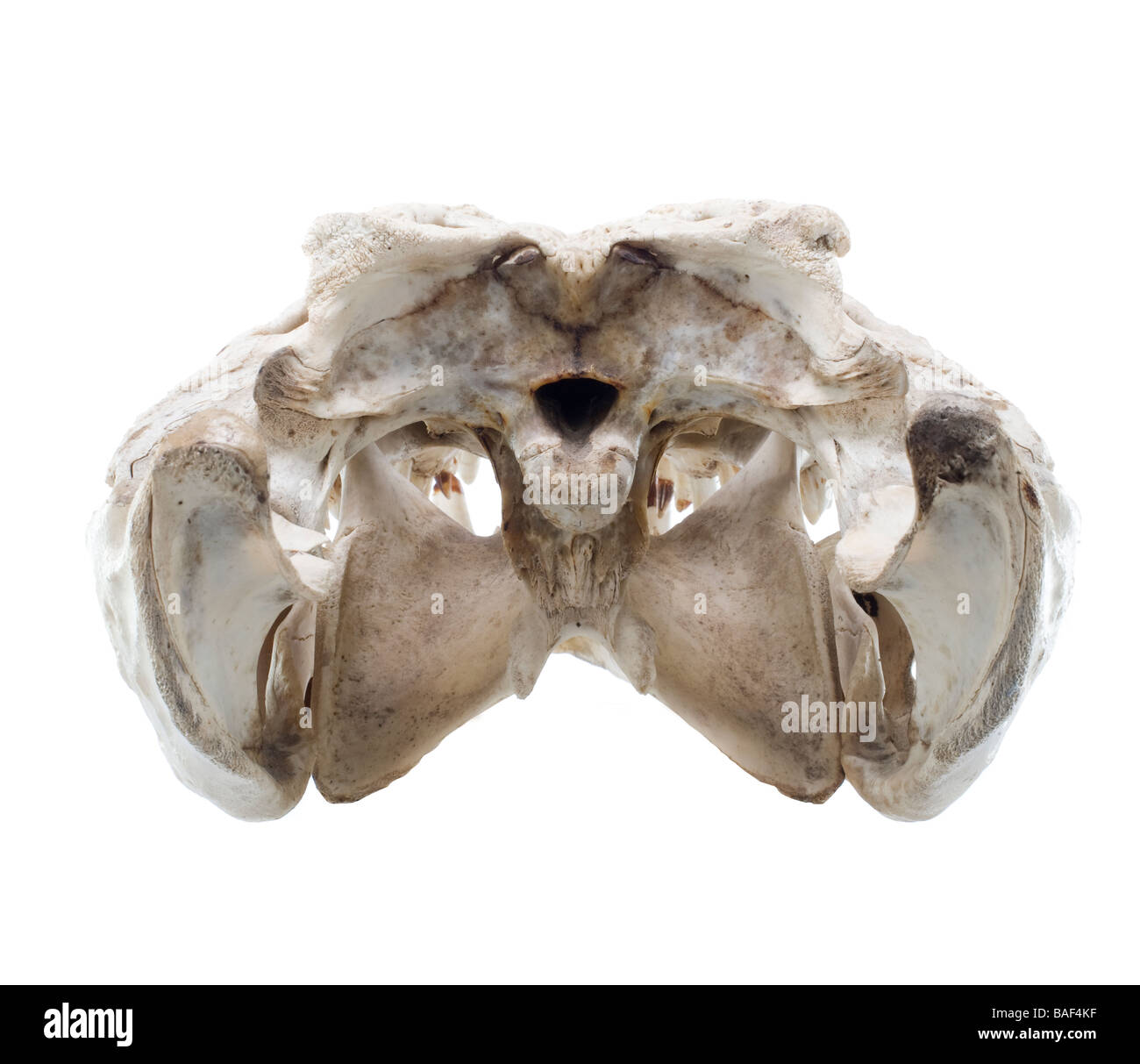 Crocodile,cranio,le ossa dello scheletro,,testa,medical,scienza Foto Stock