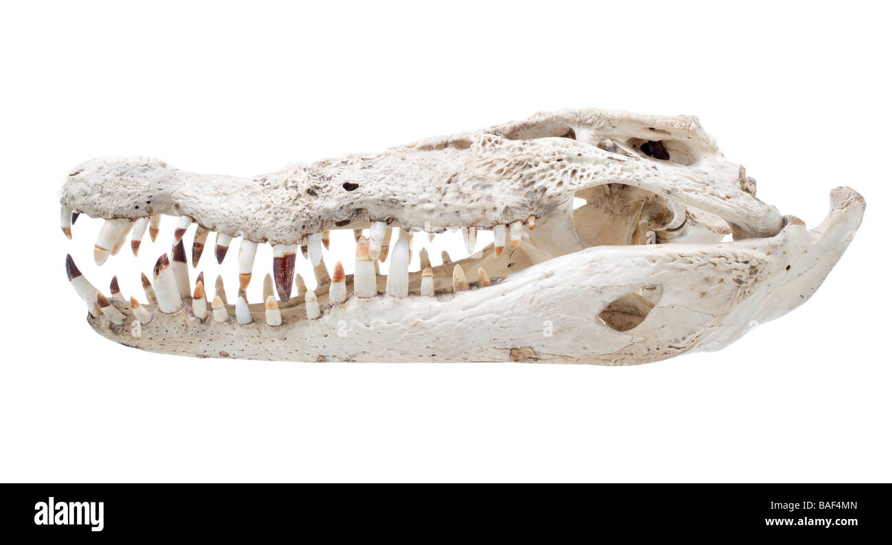 Crocodile,cranio,le ossa dello scheletro,,testa,medical,scienza Foto Stock