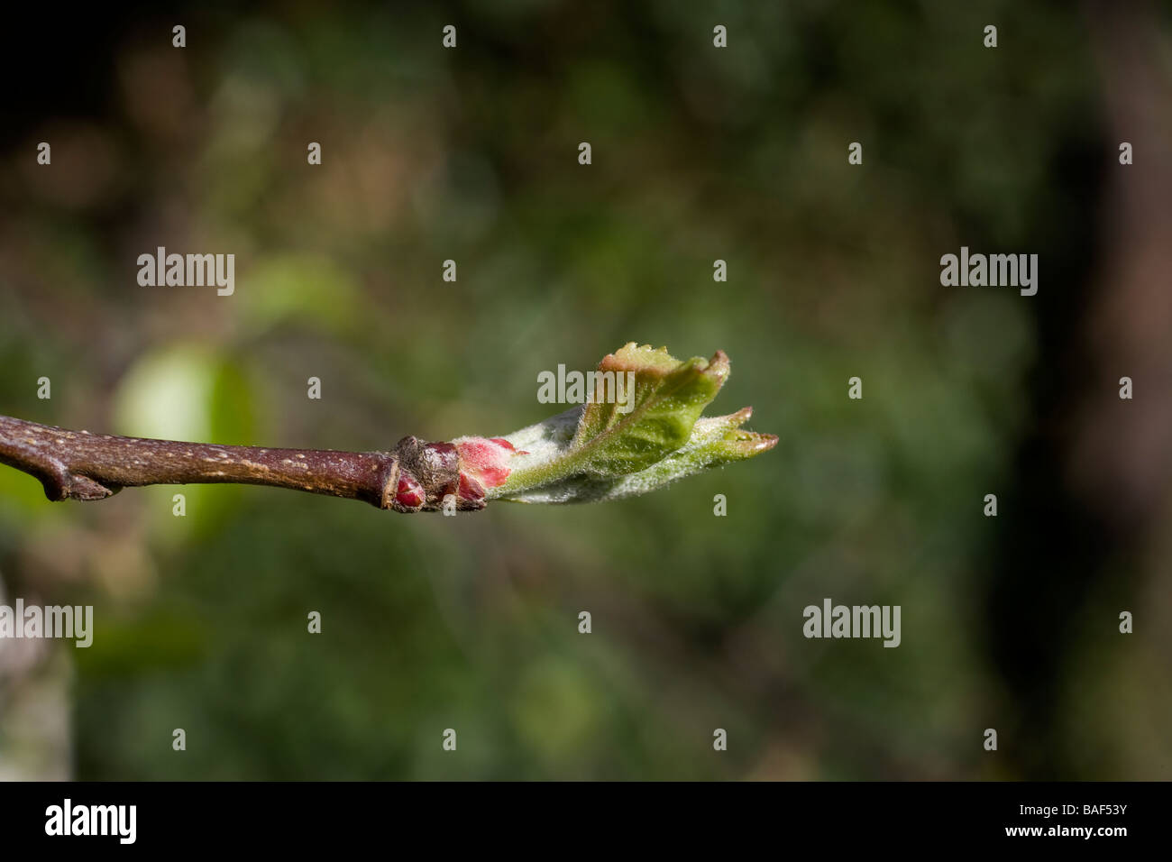 Bud,apple,l'Apple Blossom,germogliare la molla Foto Stock