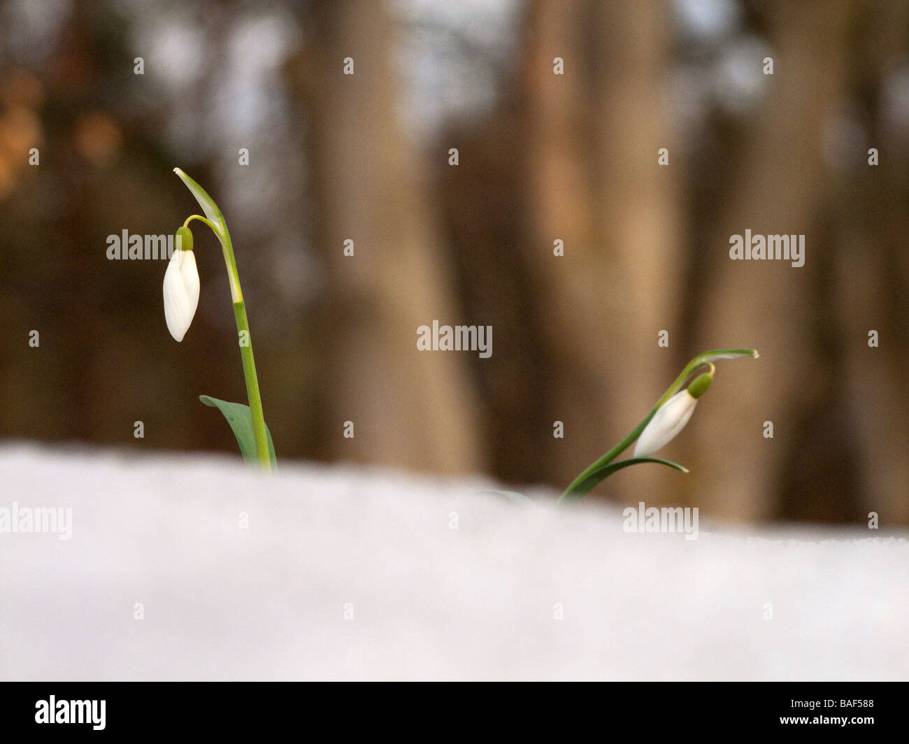 Comune ( snowdrop Galanthus nivalis ) nella neve Foto Stock