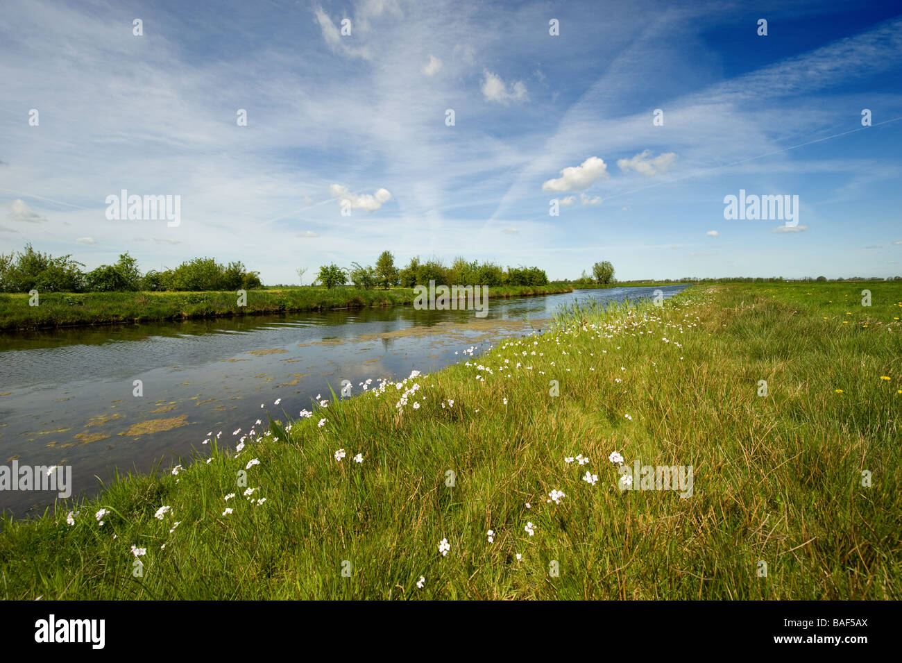 Un bellissimo paesaggio dei polder olandesi in primavera Foto Stock