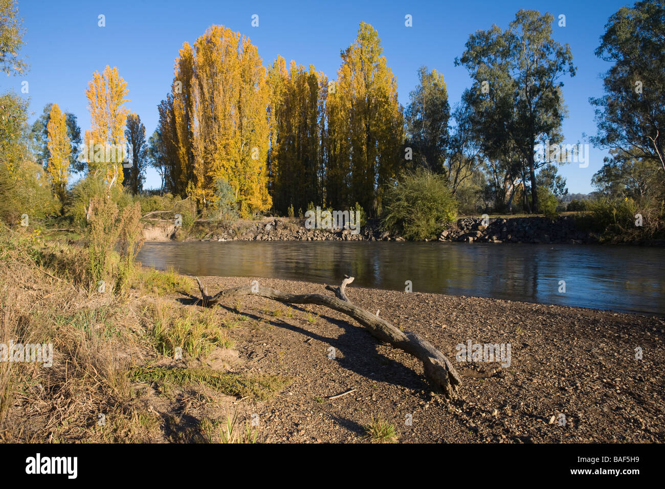 Scorre delicatamente fredde acque del fiume Tumut, Tumut, Nuovo Galles del Sud, Australia Foto Stock
