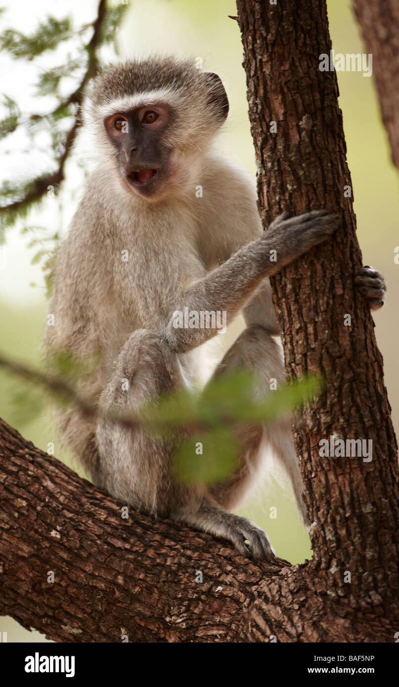 Una scimmia vervet in un albero, Kruger National Park, Sud Africa Foto Stock