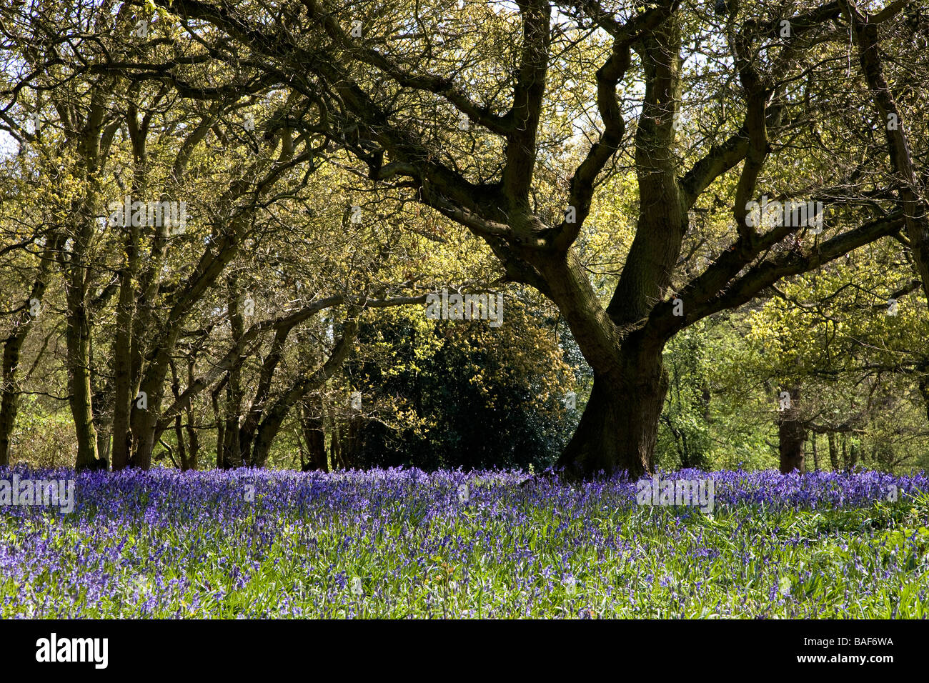 Hillhouse legno a West Bergholt, vicino a Colchester, Essex, piena di Bluebells in primavera Foto Stock