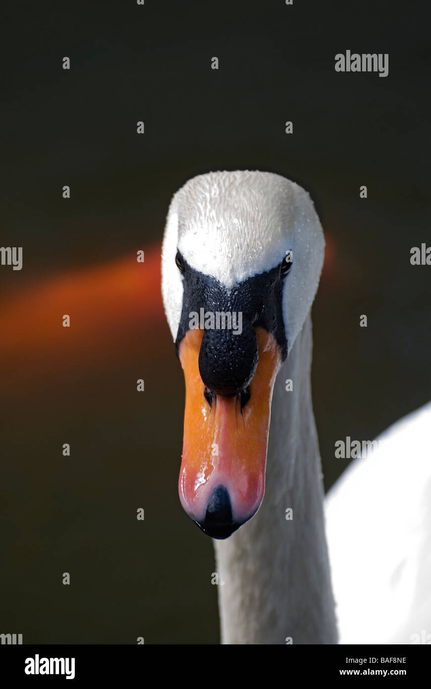 Bianco cigno Cygnus olor nella riflessione stagno di Bok Tower Gardens Pietra Miliare Storica Nazionale Lake Wales Florida Foto Stock