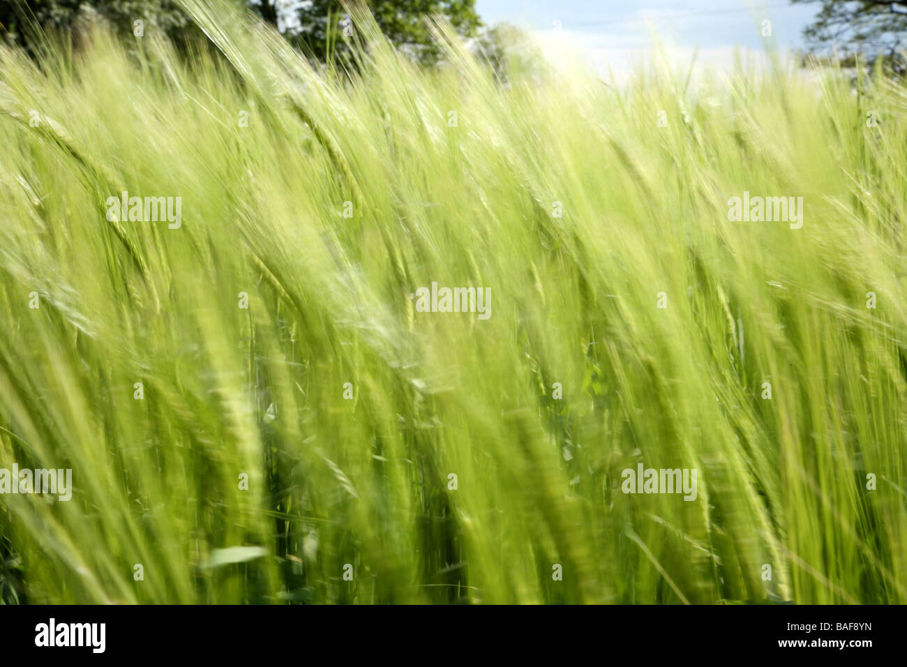 Erba lunga al vento Foto Stock