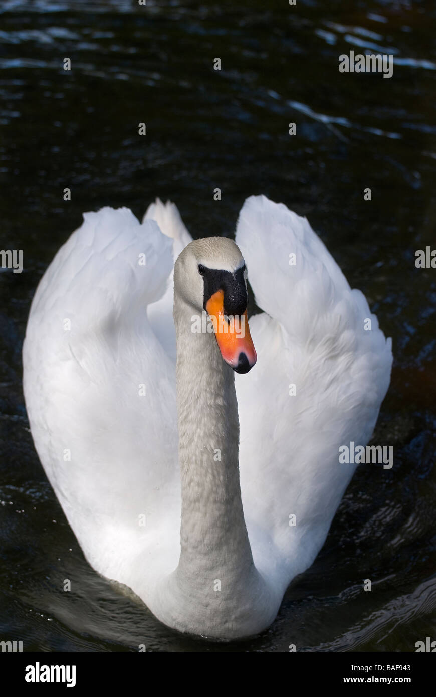 Bianco cigno Cygnus olor nella riflessione stagno di Bok Tower Gardens Pietra Miliare Storica Nazionale Lake Wales Florida Foto Stock