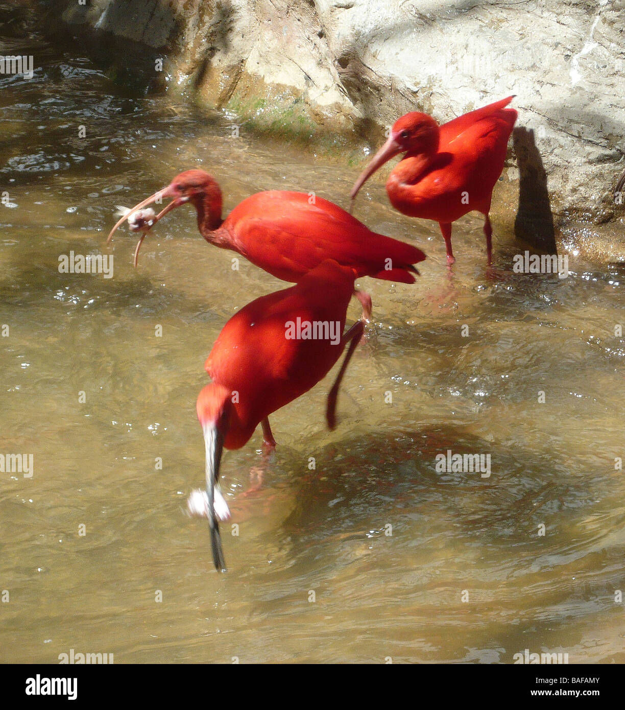 Ibis rossi a Singapore Bird Park Foto Stock