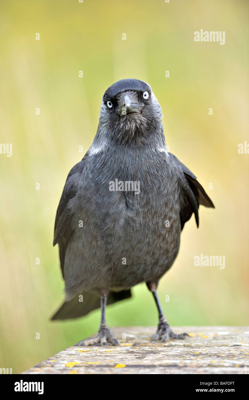 Taccola. (Corvus monedula). Francese: Choucas des tours tedesco: Dohle spagnolo: Grajilla Occidental Foto Stock