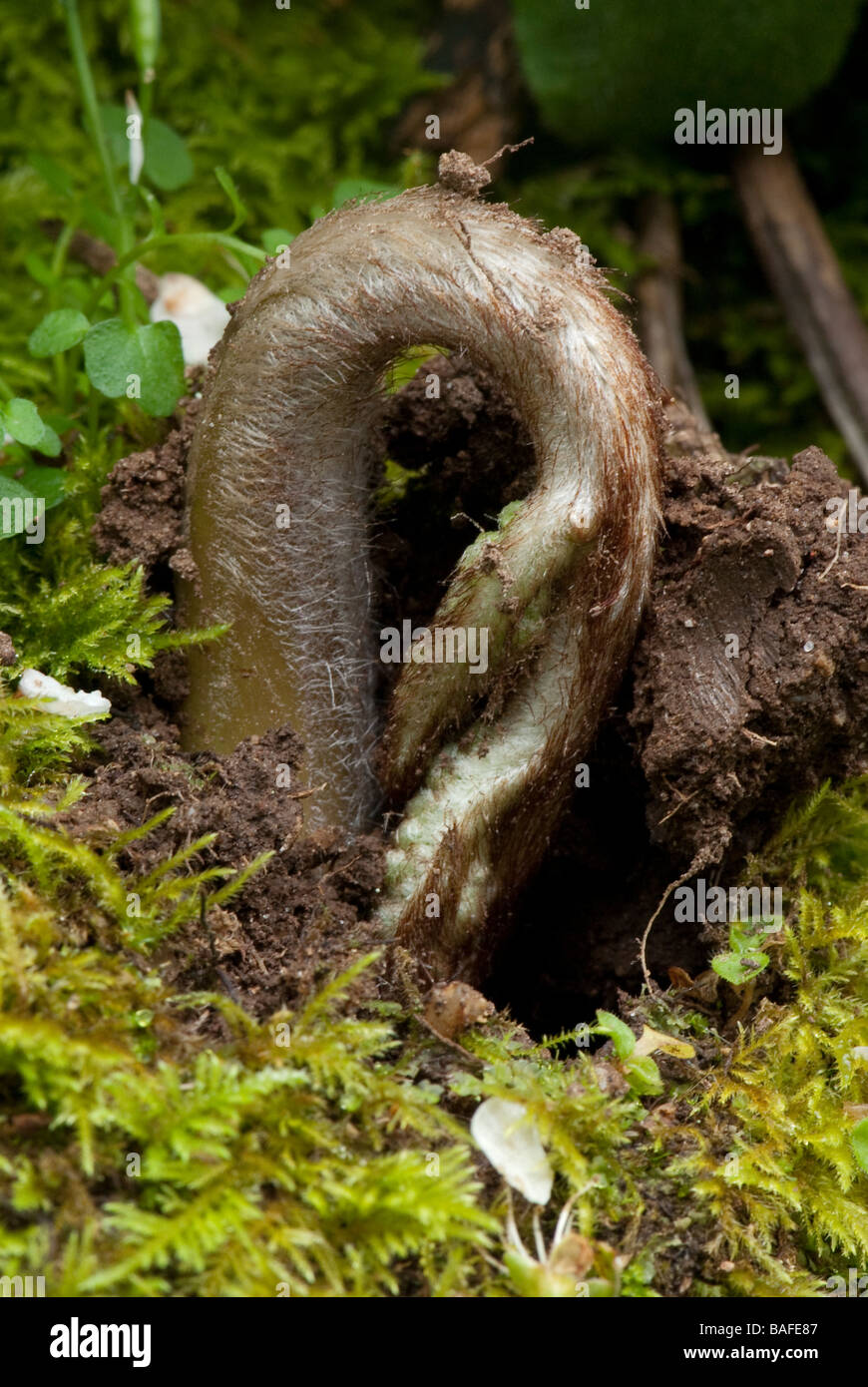 Giovani bracken (Pteridium aquilinum) frond dispiegarsi. Foto Stock