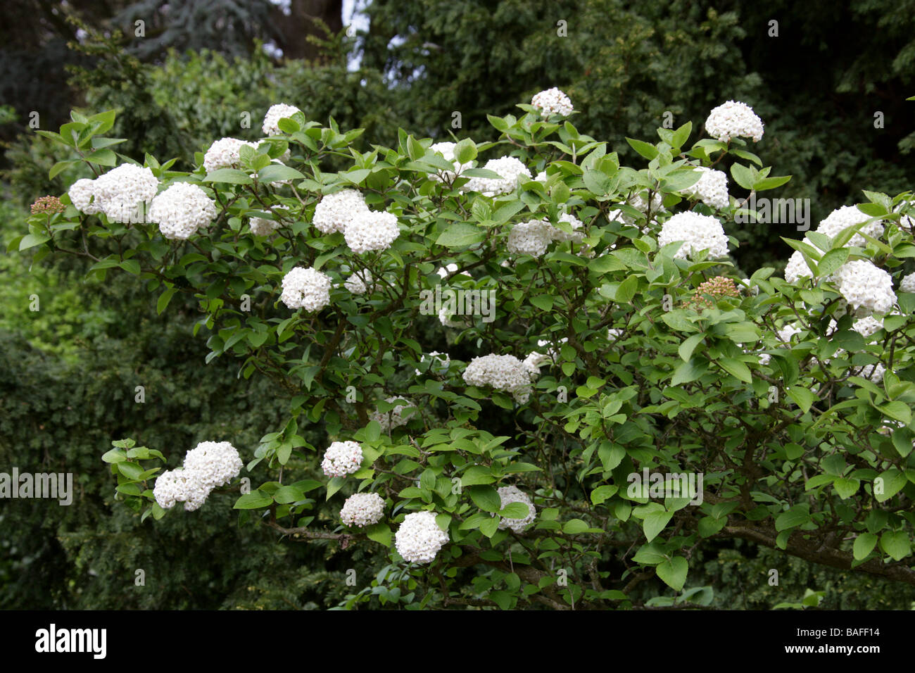 Cayuga Viburnum aka profumato Snowball, Viburnum carlcefalum, Adoxaceae. Asia Foto Stock