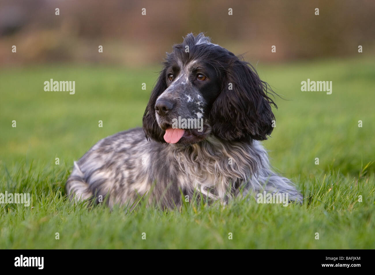 Bianco e nero cocker spaniel cane da lavoro Foto Stock