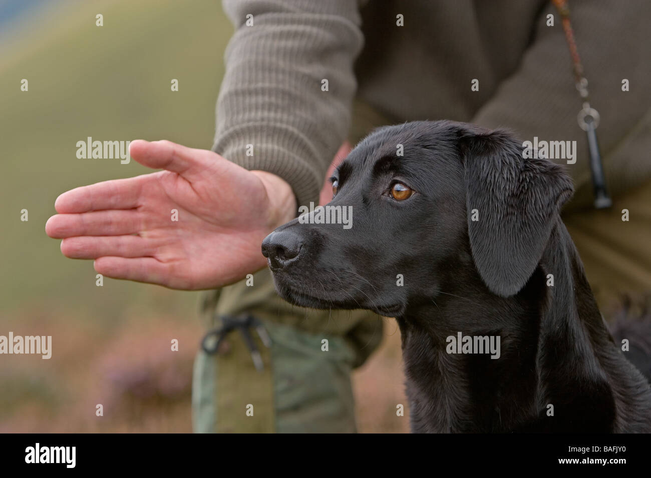 Un nero Labrador Retriever di essere inviati per recuperare Foto Stock Un nero Labrador Retriever di essere inviati per recuperare Foto Stock