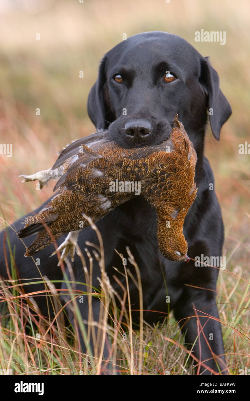 Un nero Labrador Retriever con un Red Grouse Foto Stock
