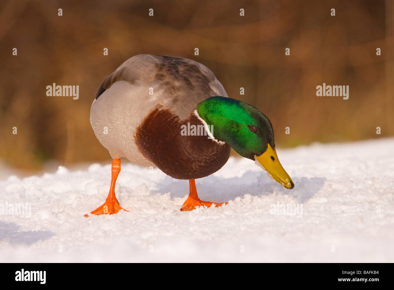 Mallard Duck alimentando in snow Lydney Regno Unito Foto Stock