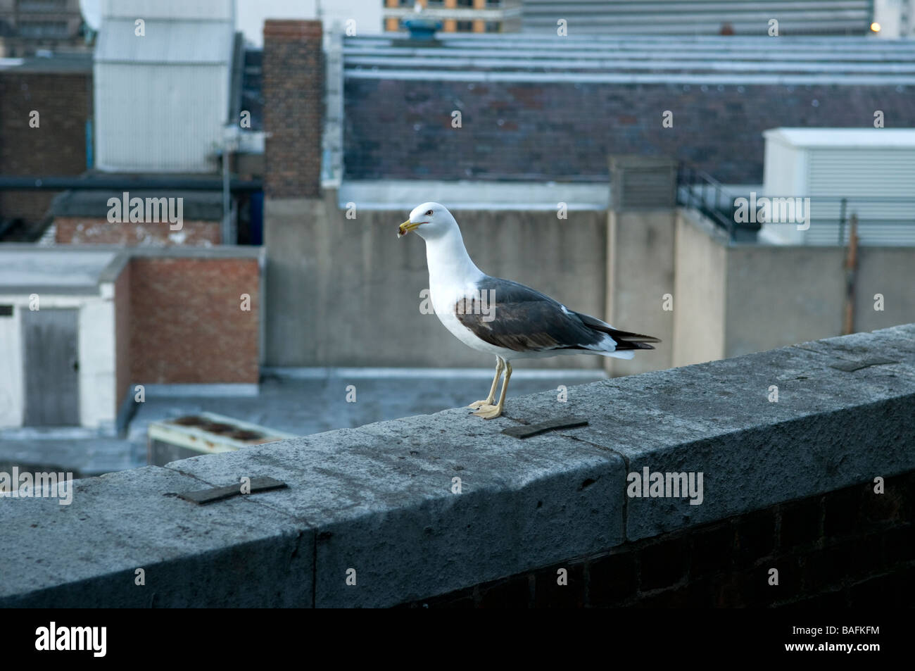 Seagull sul bordo di un alto edificio con lo skyline della città in background Foto Stock