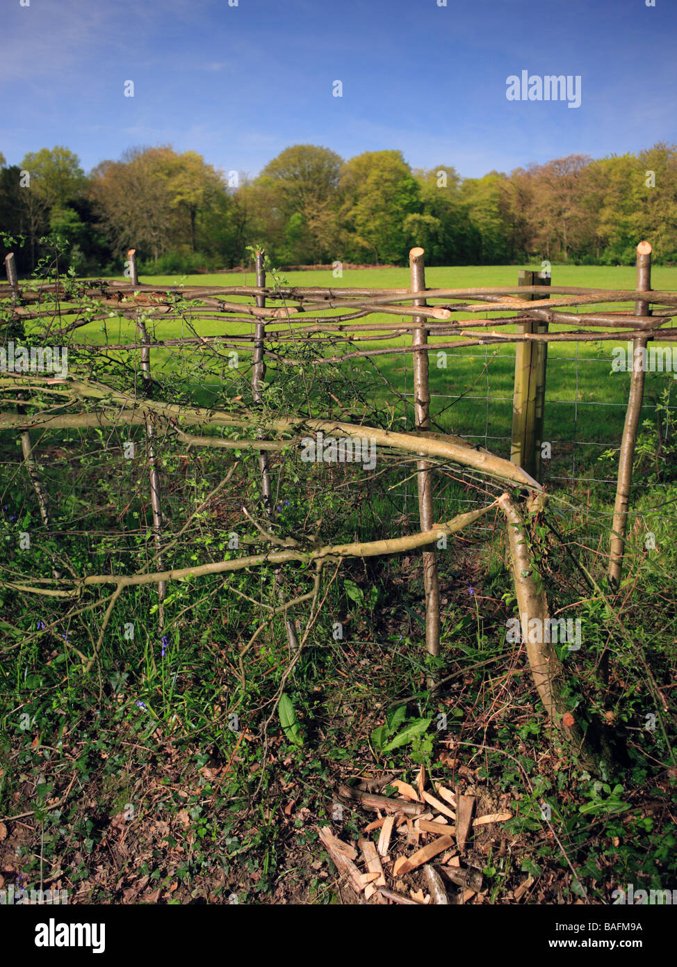 Biancospino Hedge posa. Boschi Staffhurst Surrey in Inghilterra REGNO UNITO Foto Stock