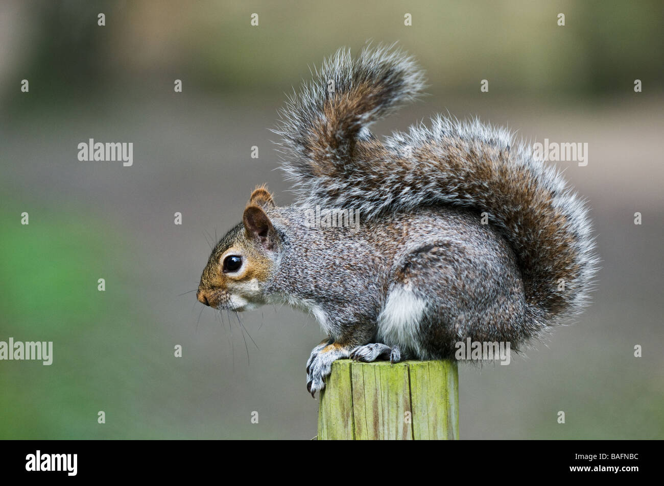 Uno scoiattolo grigio Sciurus caroliniensis Foto Stock