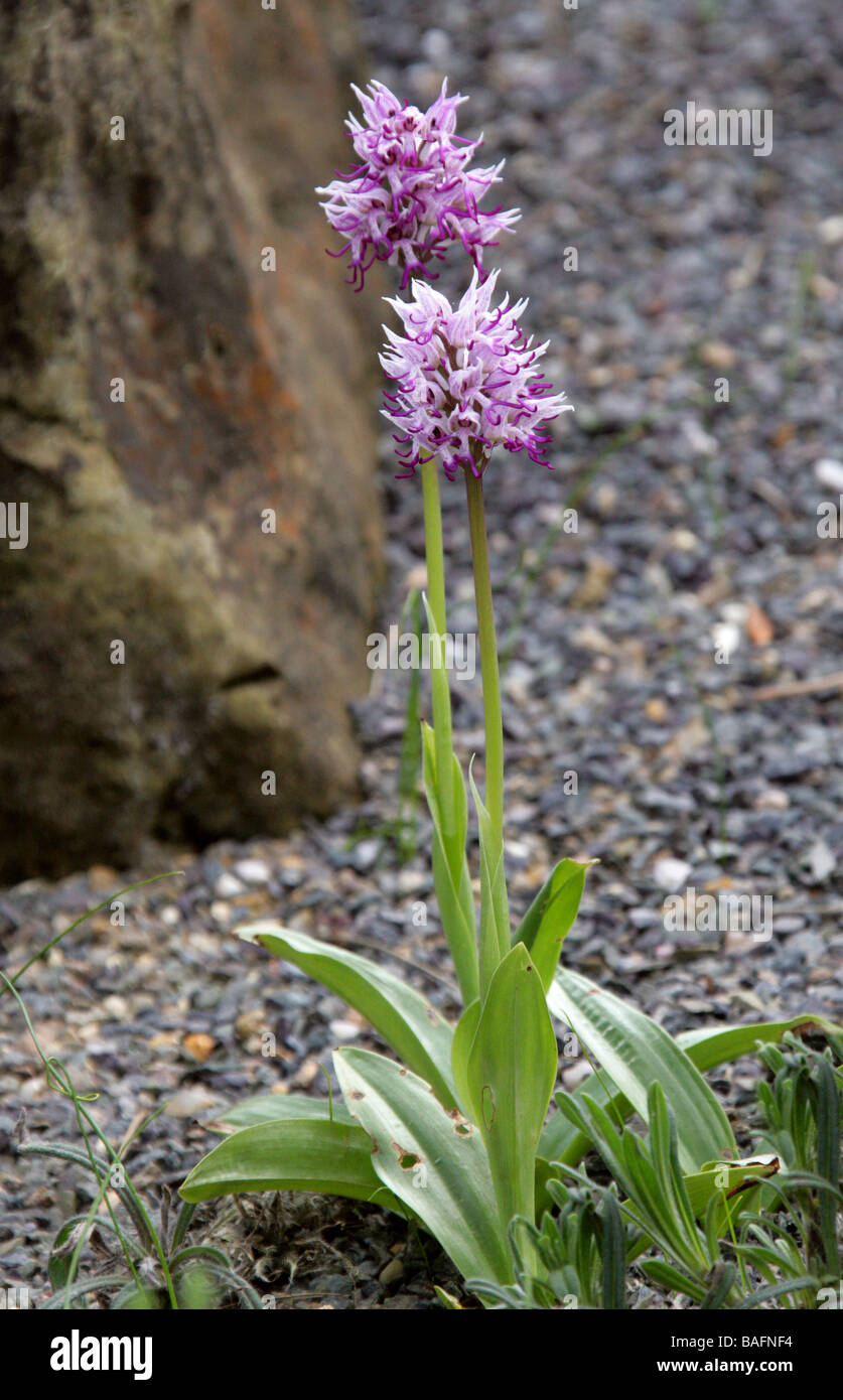 Orchide omiciattolo, Orchis simia, Orchidaceae, Europa Mediterraneo Foto Stock