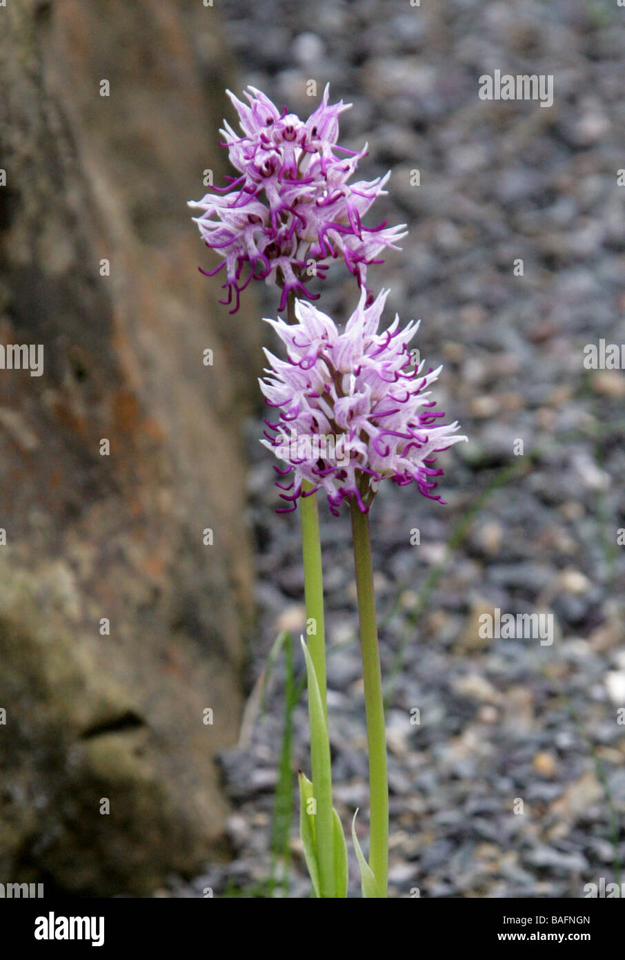 Orchide omiciattolo, Orchis simia, Orchidaceae, Europa Mediterraneo Foto Stock